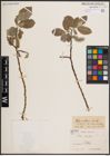 Foto von Salix caprea L.